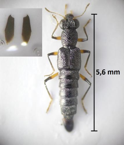 Stenus sp.